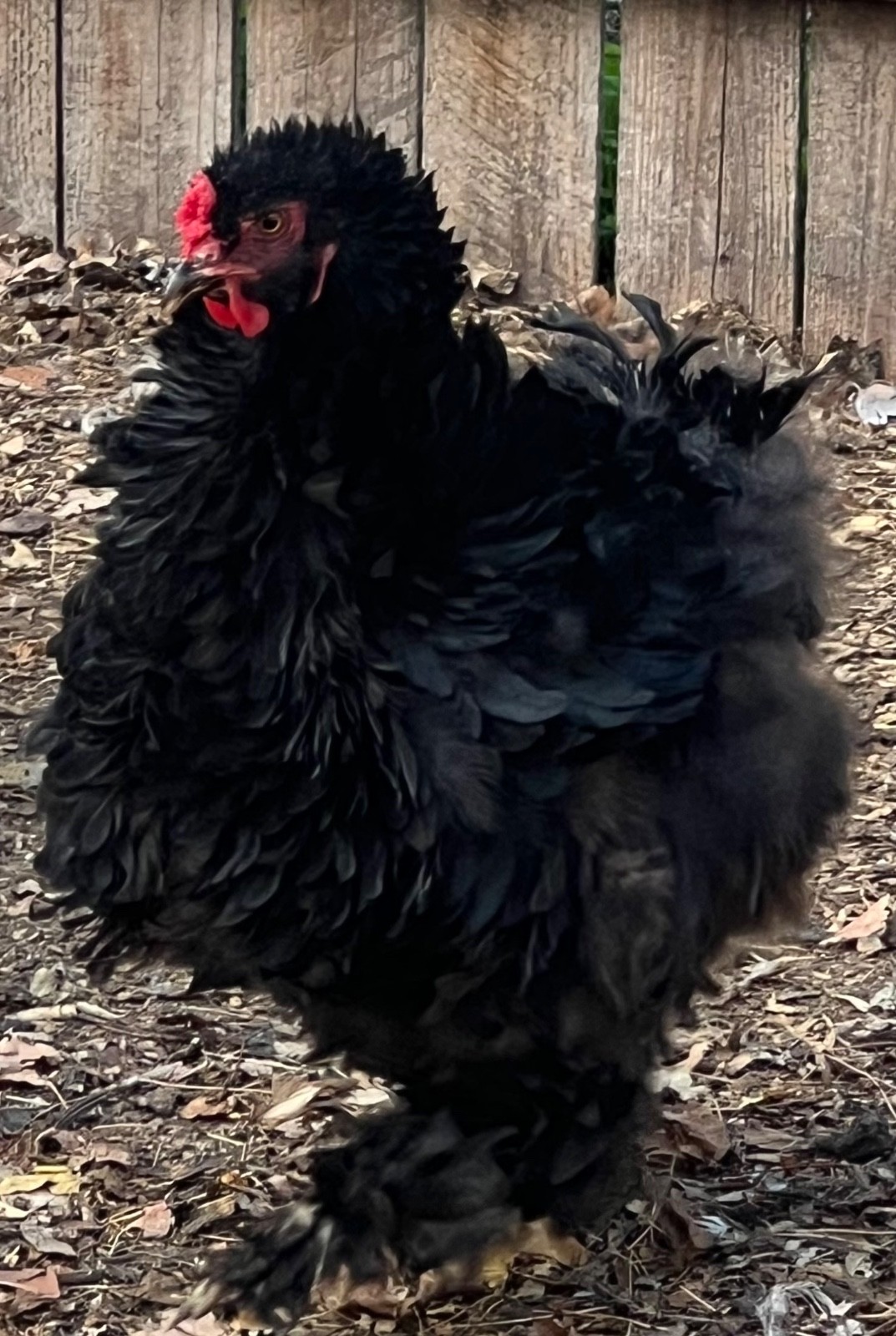 Standard Cochin Hatching Eggs Possible Frizzle 6 Pack