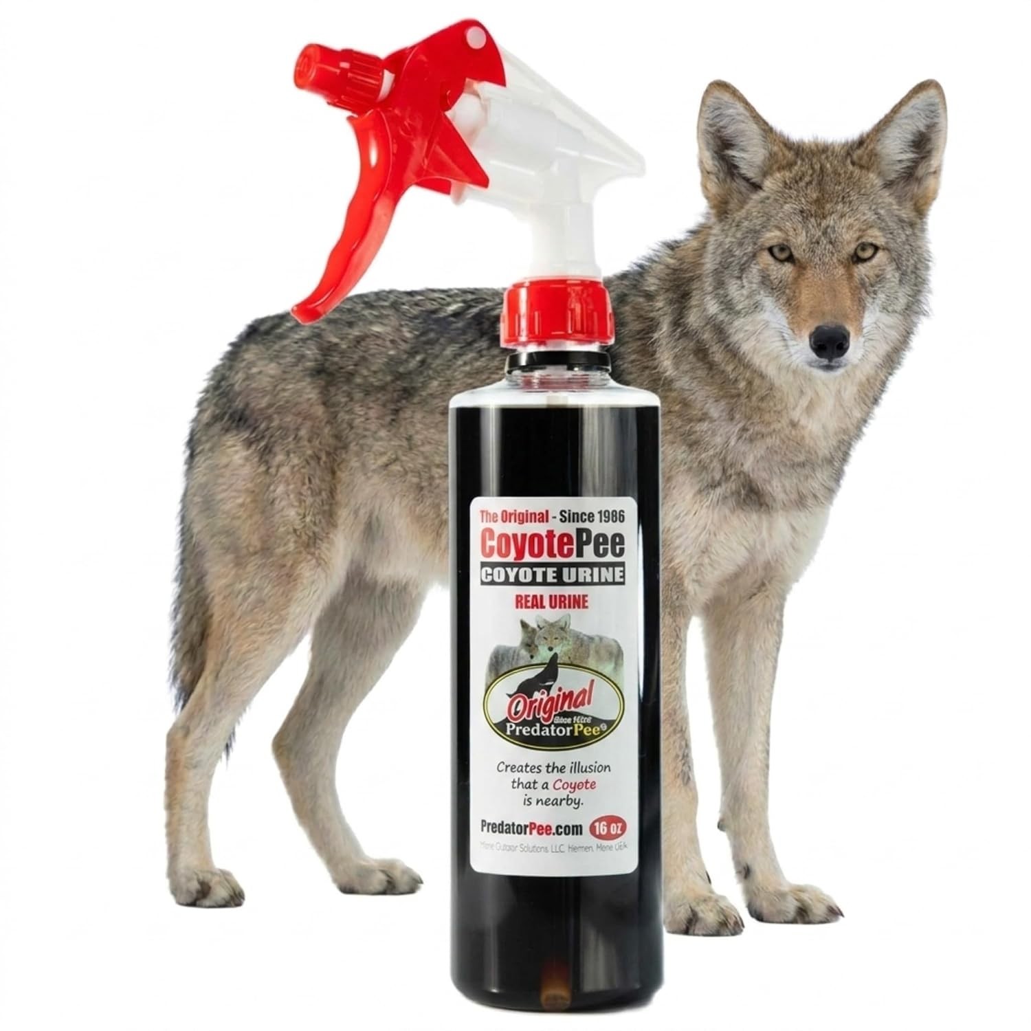 Coyote Urine Territorial Marking Spray for Outdoor Use 100% Coyote Urine