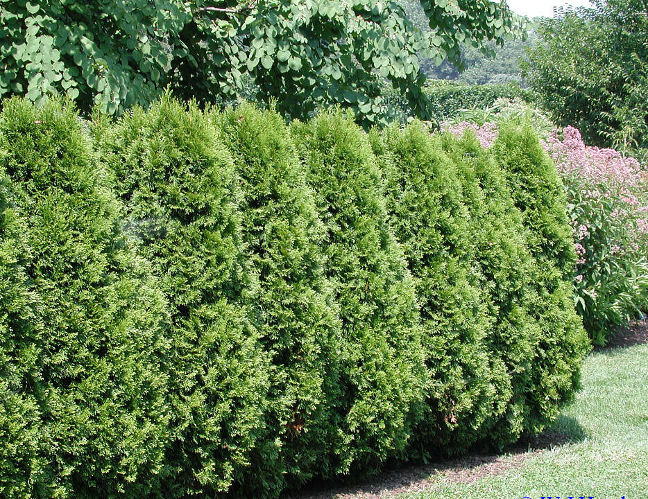 American Arborvitae, White cedar, Thuja occidentalis, Tree Seeds