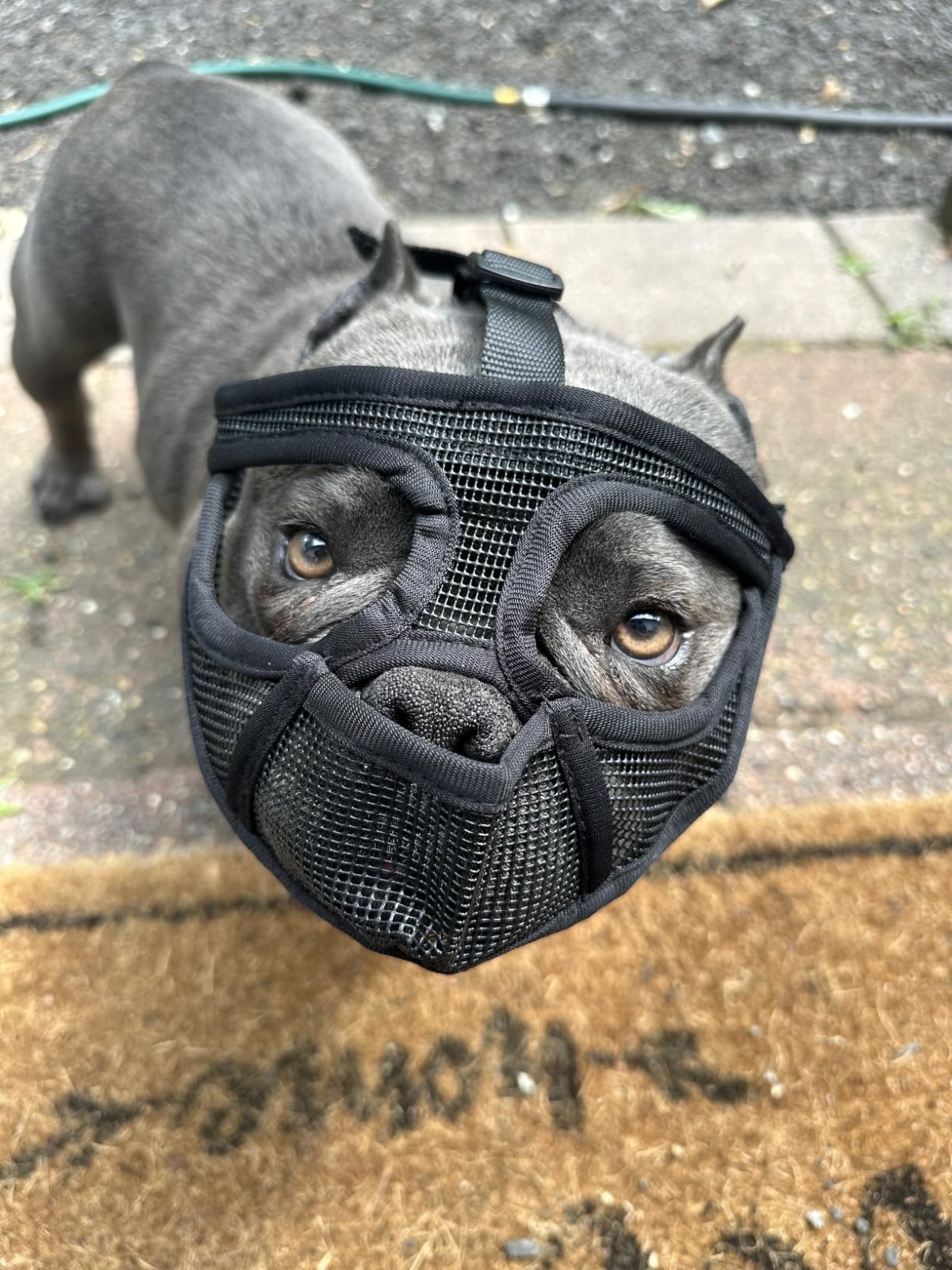French Bulldog Mesh Muzzle Short Snout Tongue Out Prevent Chewing FlatFace XS US
