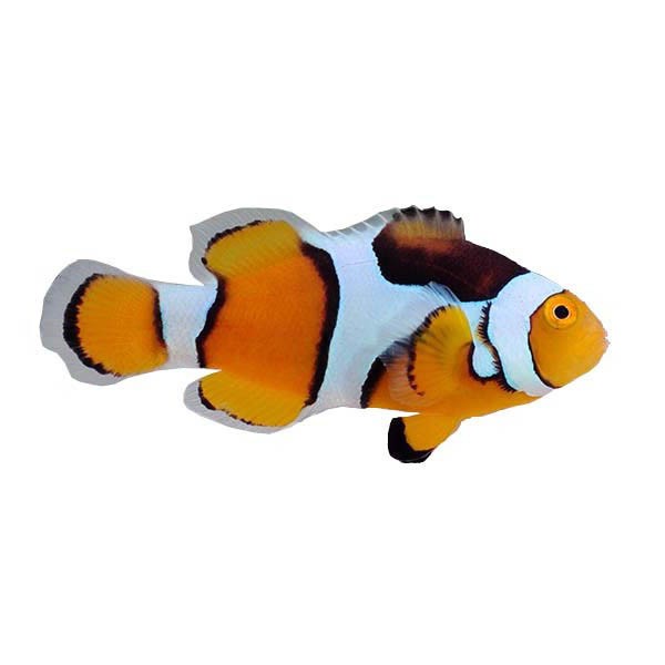 Captive-Bred Onyx True Percula Clownfish (Amphiprion percula) PAIR - ORA