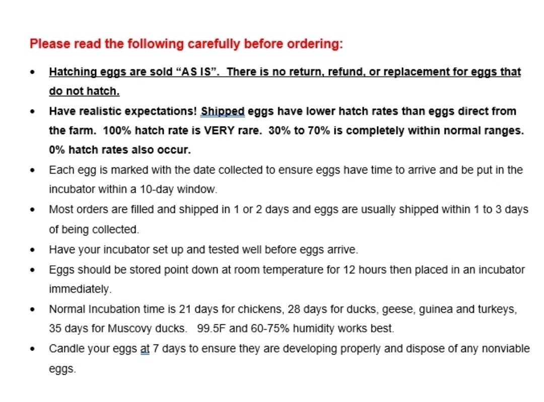 12+ bantam/easter egger cross, possible purebreeds!!