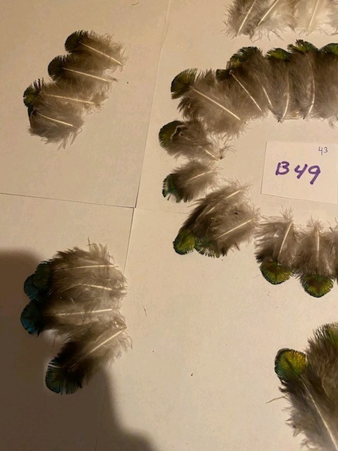 40 Peacock Shell Feathers arts crafts Jewelry B49