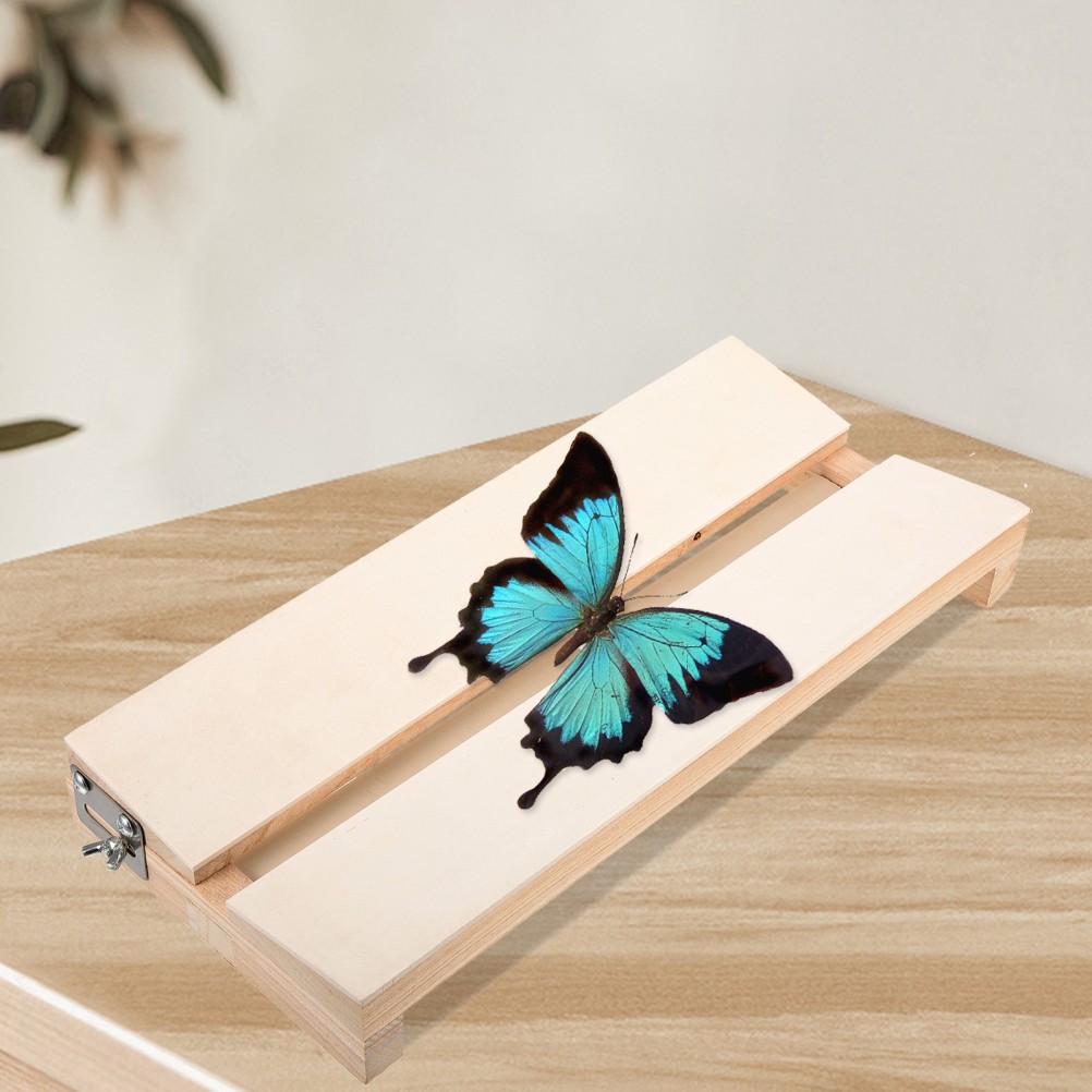 Butterfly Wings Insect Mounting Board Specimen Display Sample Education
