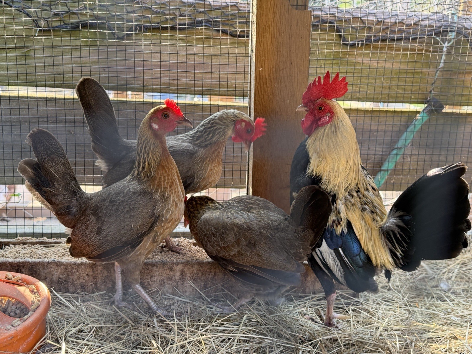 5 Old English Bantam Hatching Eggs-Pure-bred