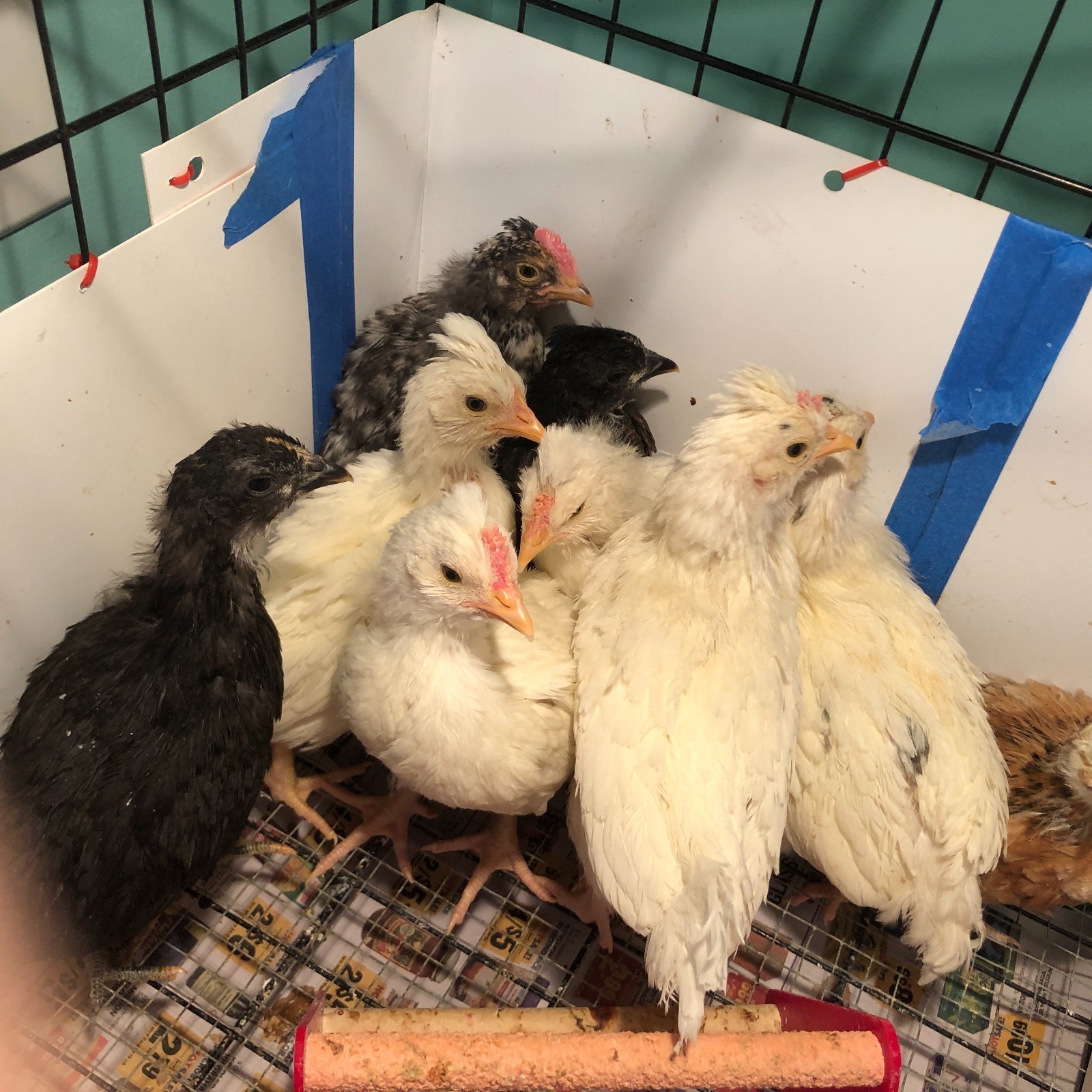 11+ Fertile Chicken Hatching Eggs BarnyardMix/Crested/Easter/Rare Breed Possible