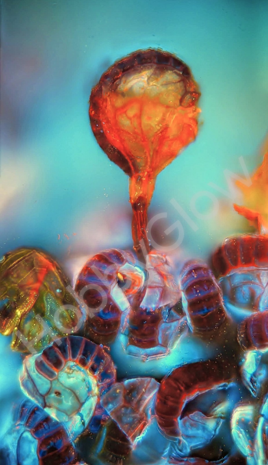 HobbyGlow Fluorescence Collection ,Full 5 Reagent Staining Suite (30ml Each)