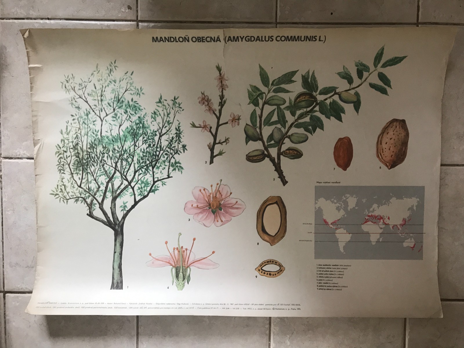 Original botanical school chart of Common almond tree