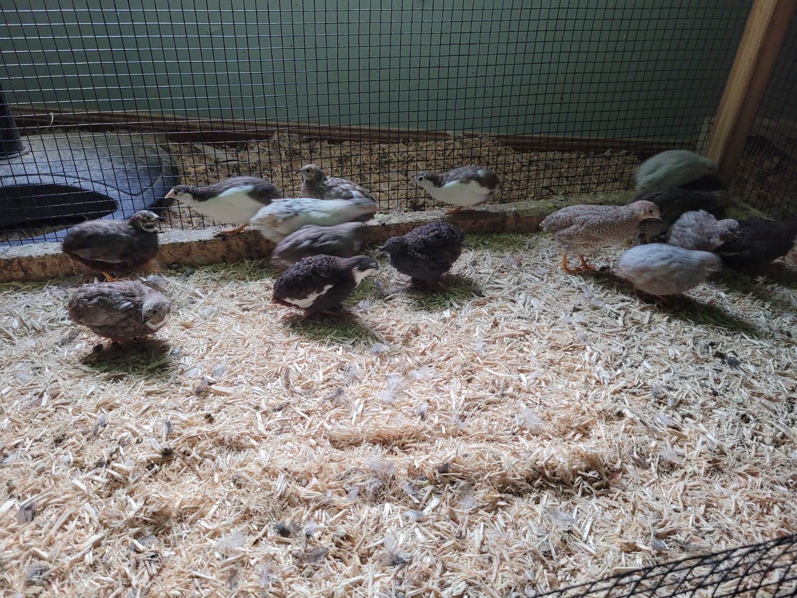 12+ Button Quail Hatching eggs