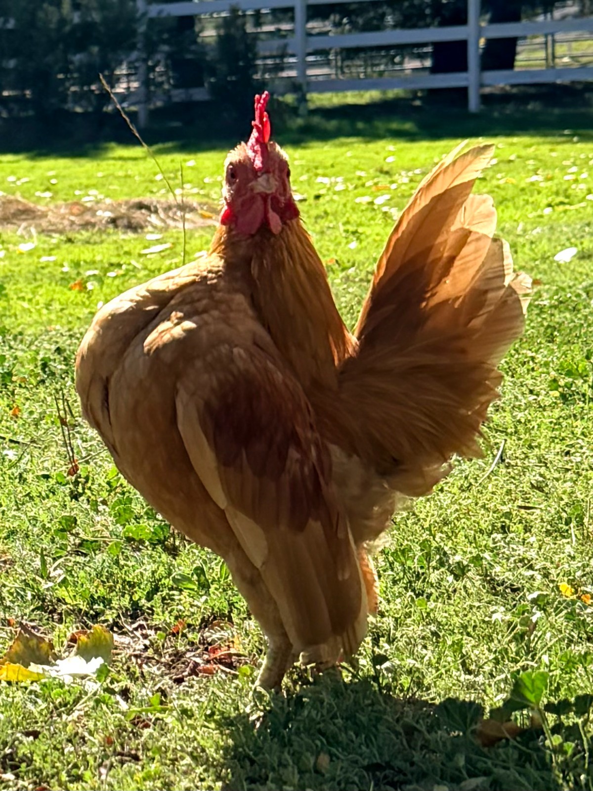 Serama Hatching Eggs (6) from TBHFarm