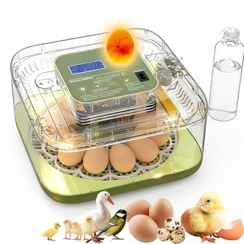 12 Egg Incubators with Temperature and 12 Eggs for Hatching Eggs