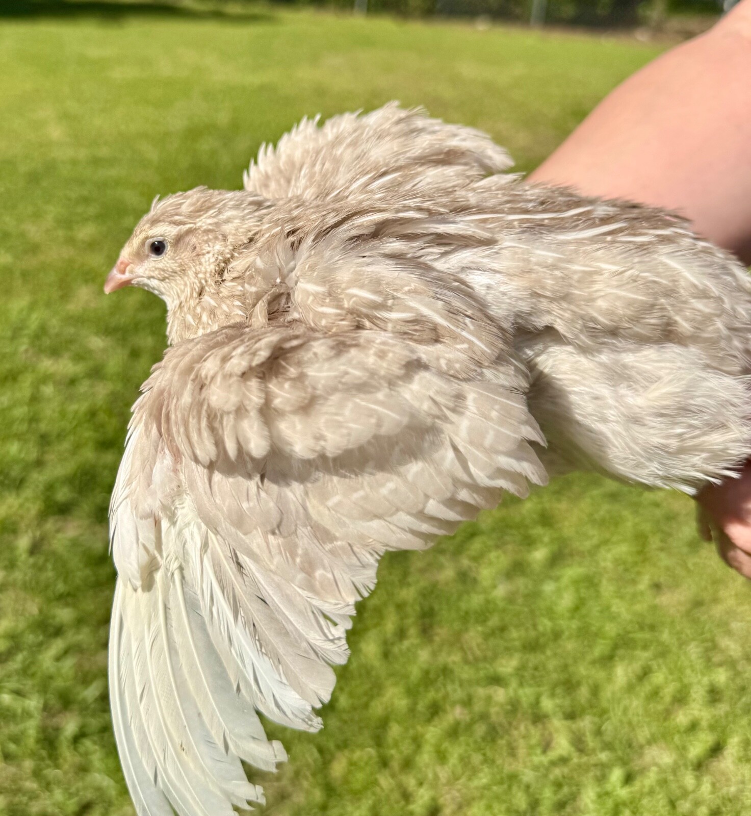 50+ RARE COLORS Coturnix Quail Hatching Eggs NPIP AI Free