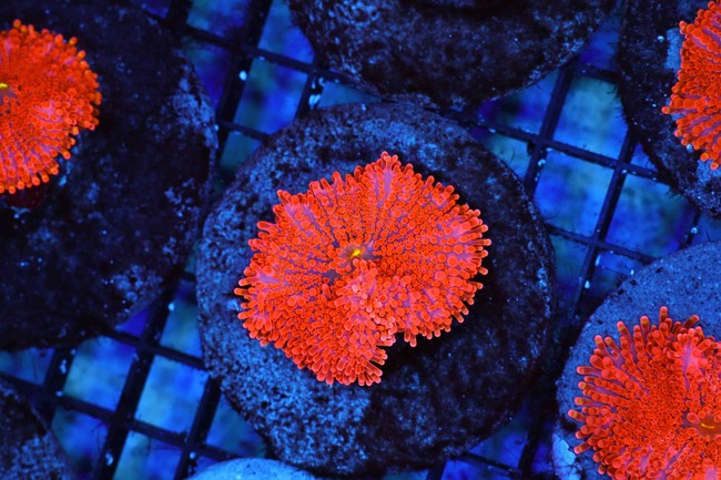 Orange Ricordea Yuma Mushroom Coral - SAQ Coral Farm