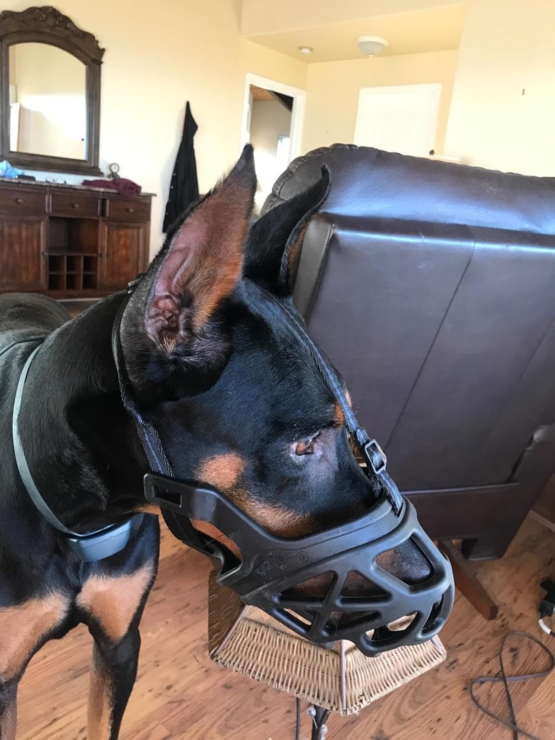 Durable Dog Muzzle for Training - Breathable Basket Style for Comfortable Wear