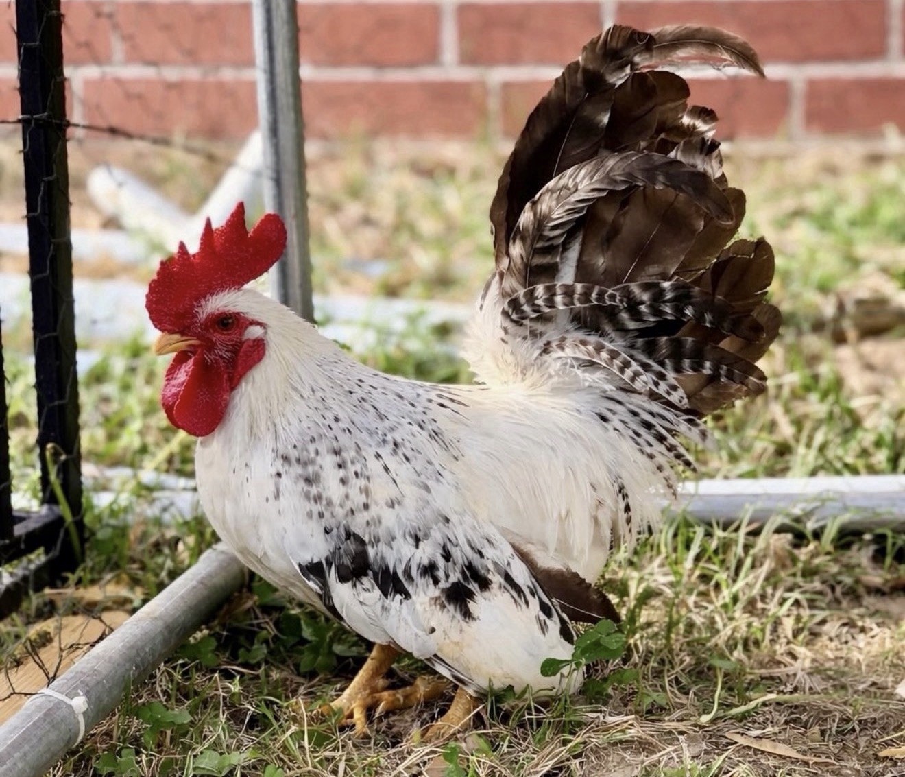 Hens choice- assorted bantam hatching eggs