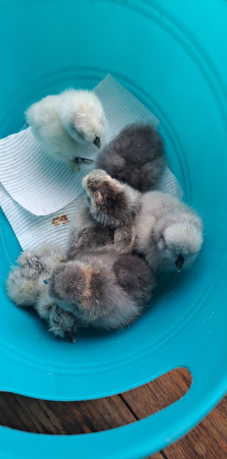 12 Silkie Hatching Eggs Npip