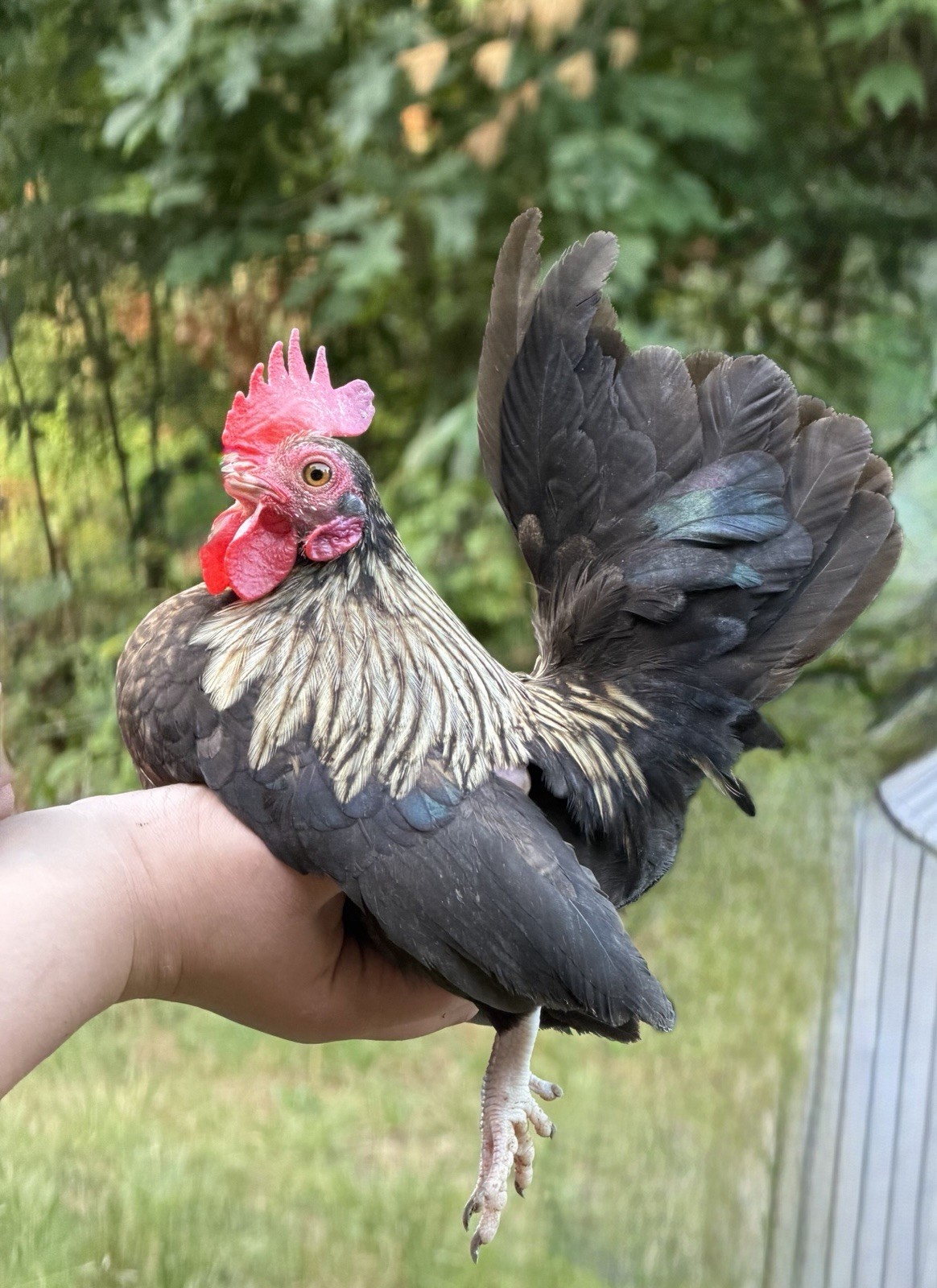 6 Kikiriki Hatching Eggs 🐣 Tiny Chickens From Puerto Rico