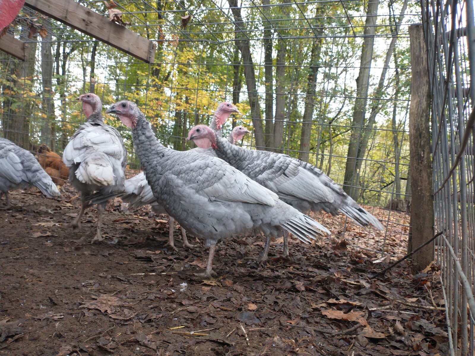 5 +1 Blue Slate Turkey Hatching Eggs-From Darling Farm