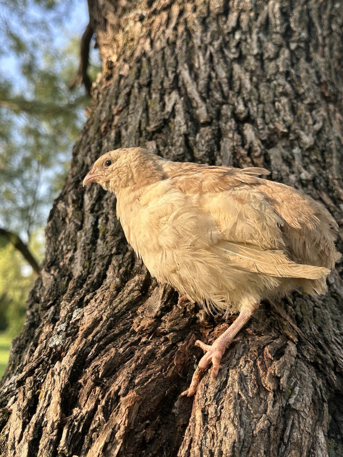 10+ Celadon Blue Coturnix Quail Hatching Eggs **100% TRUE BLUE**