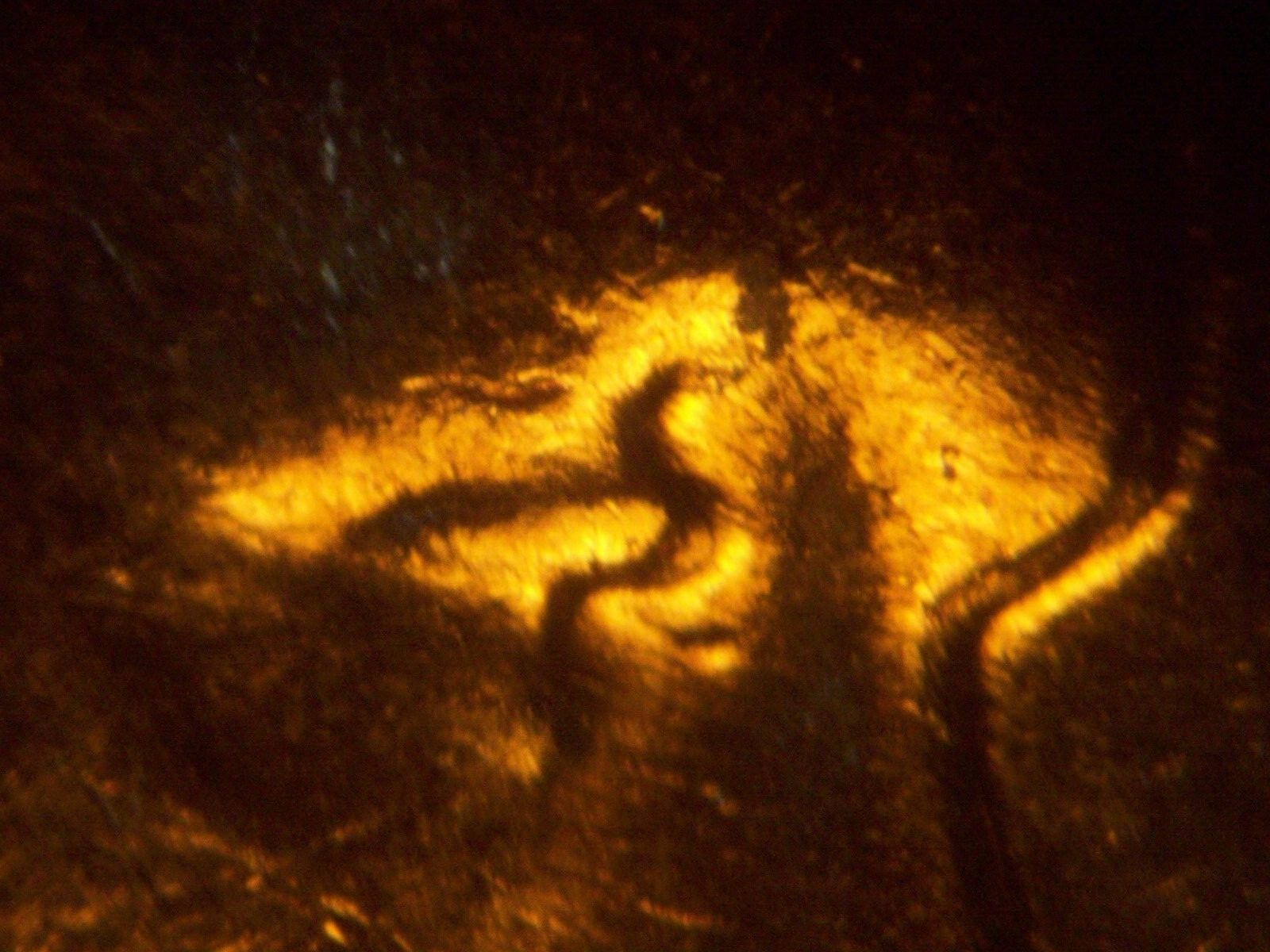 1963 D Doubled Die OBV DDO on lower eyelid South Lincoln Cent BU