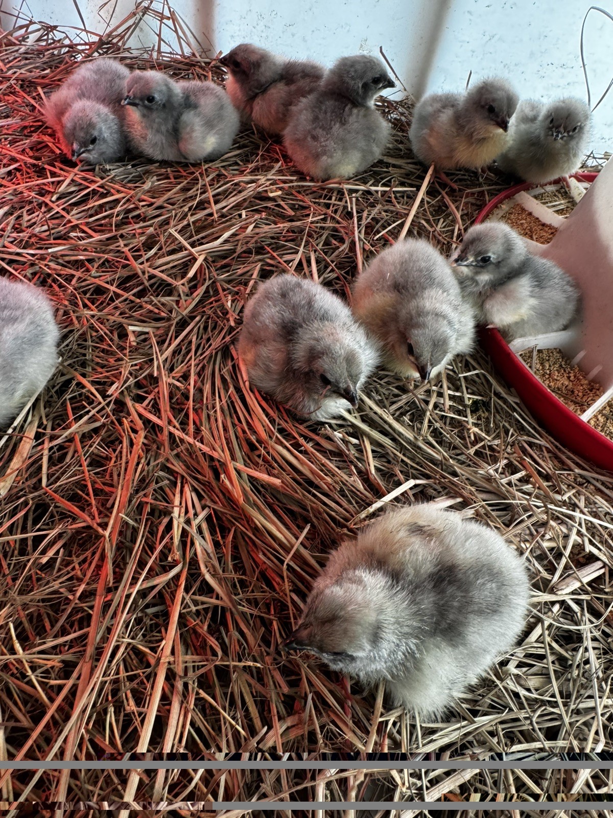 12 +2 Purebred Lavender Orpington Hatching Eggs