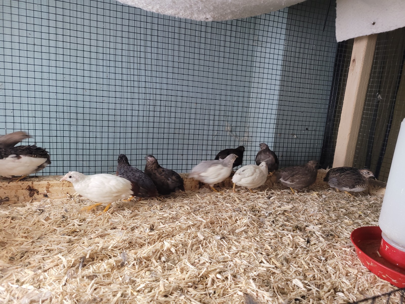 12+ Button Quail Hatching eggs