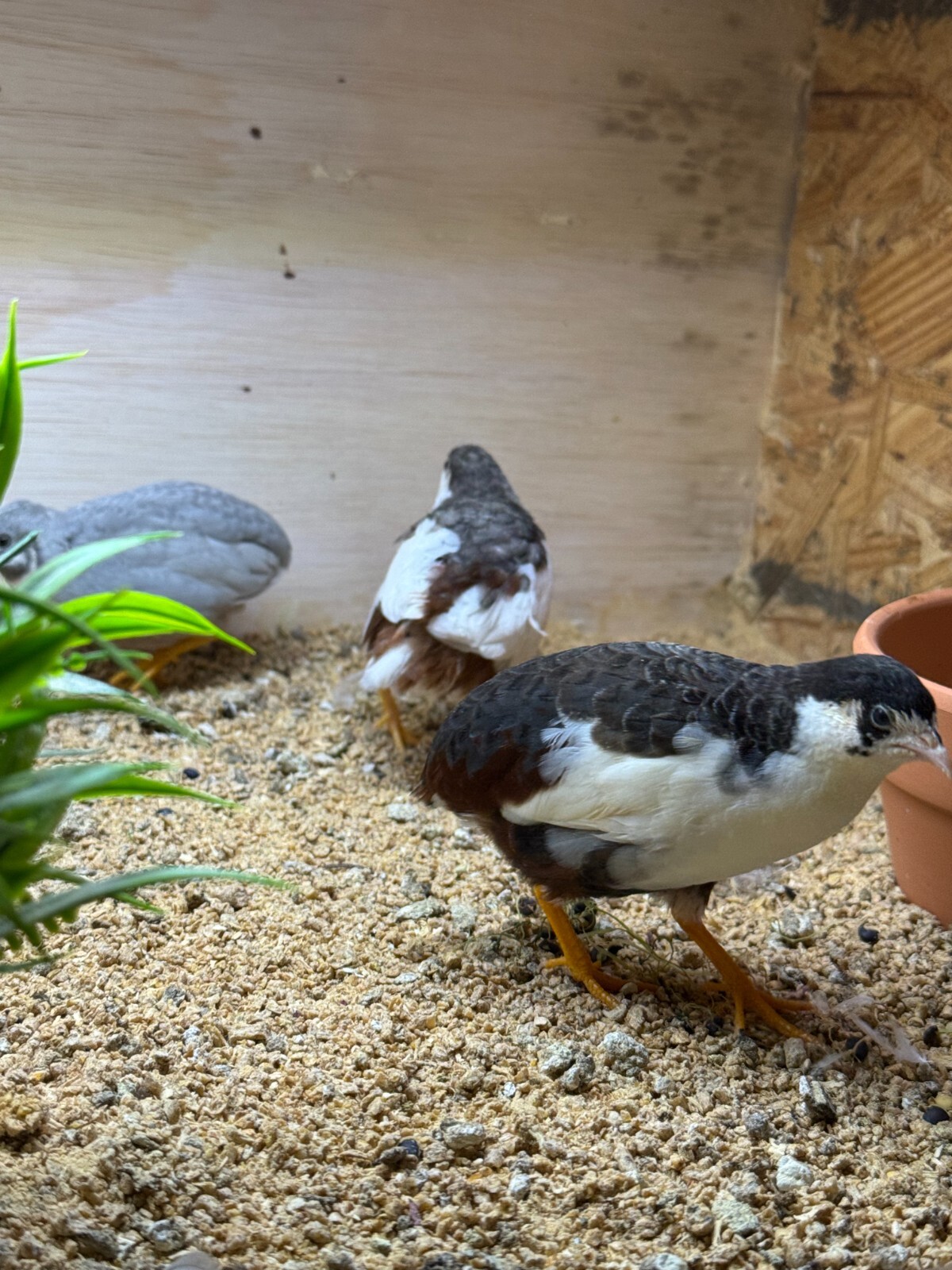 20 Button Quail Hatching Eggs Multiple Colors