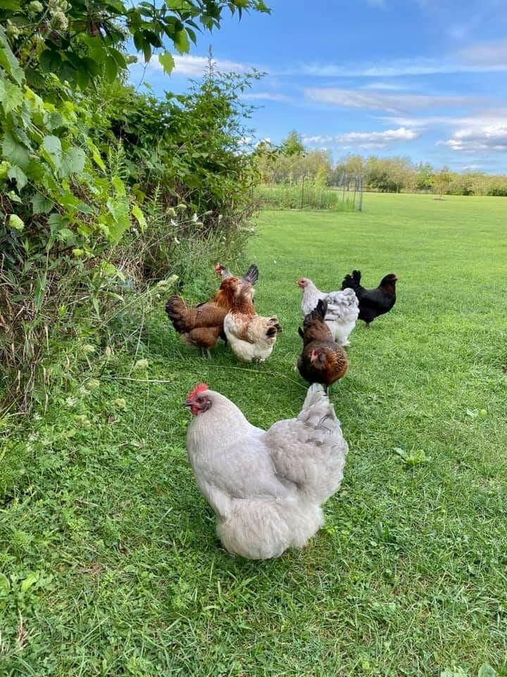 12 Fertile Hatching Eggs - Assorted Barnyard mix. MARANS POSSIBLE *RARE BREEDS*