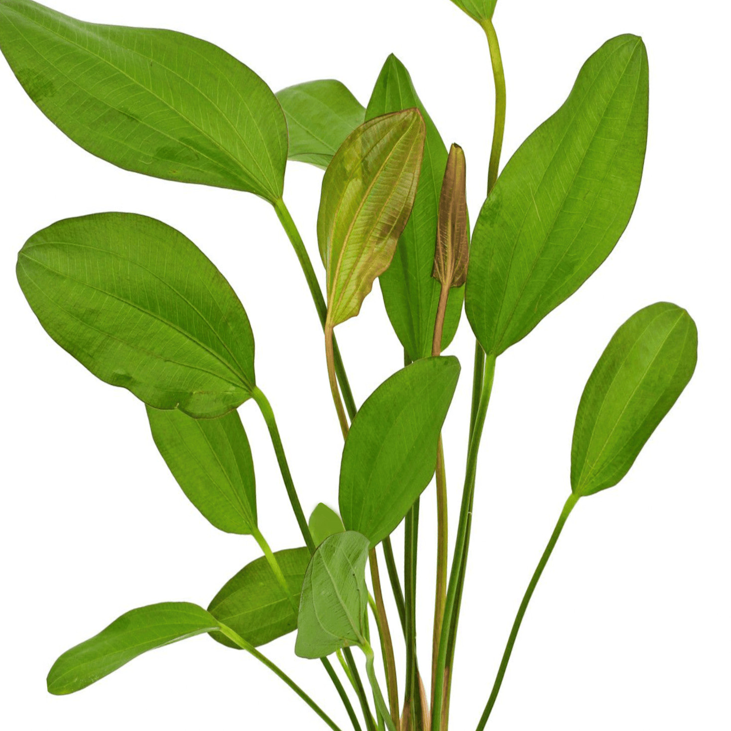 Echinodorus Oriental | Aquarium Plants Factory®