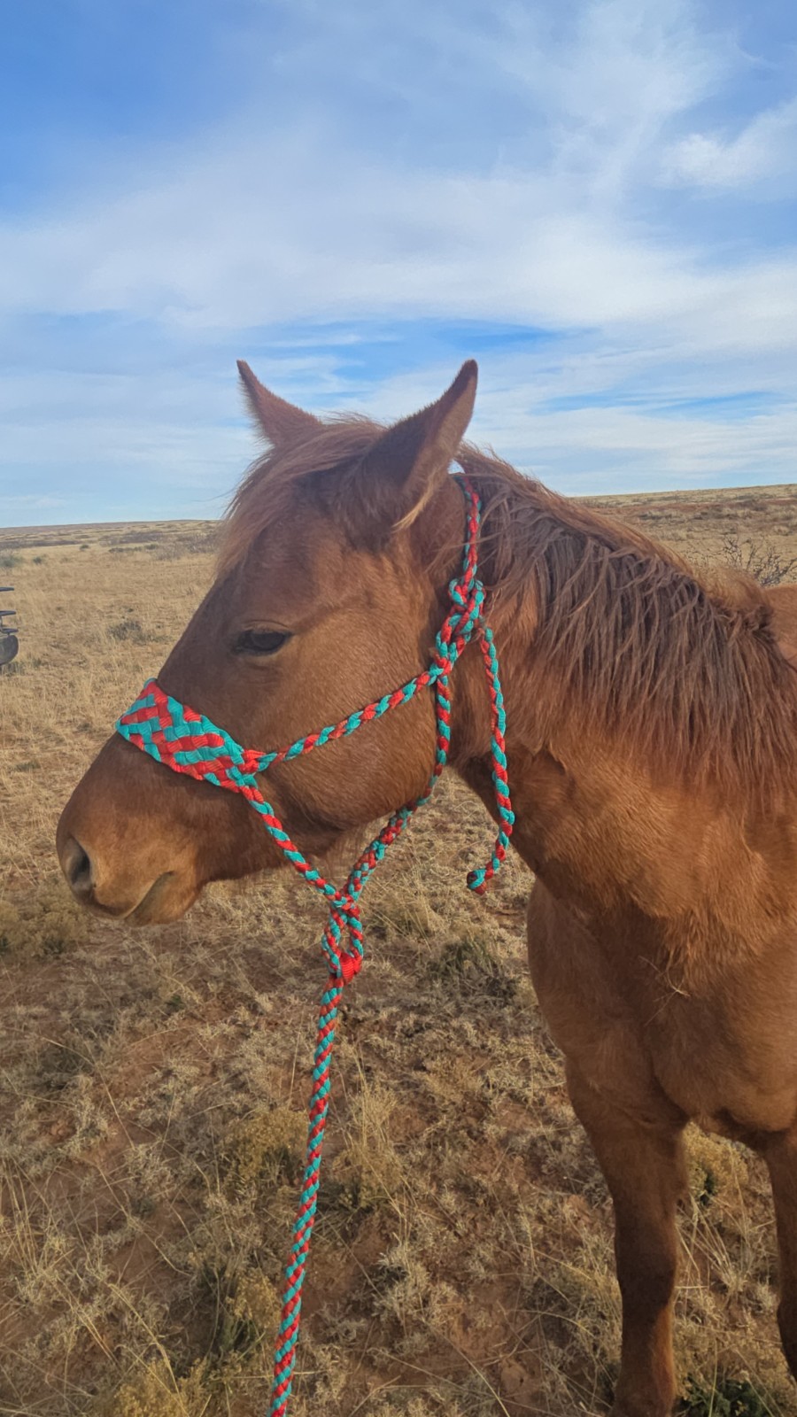 Mule Tape Halter With 8 Foot Lead