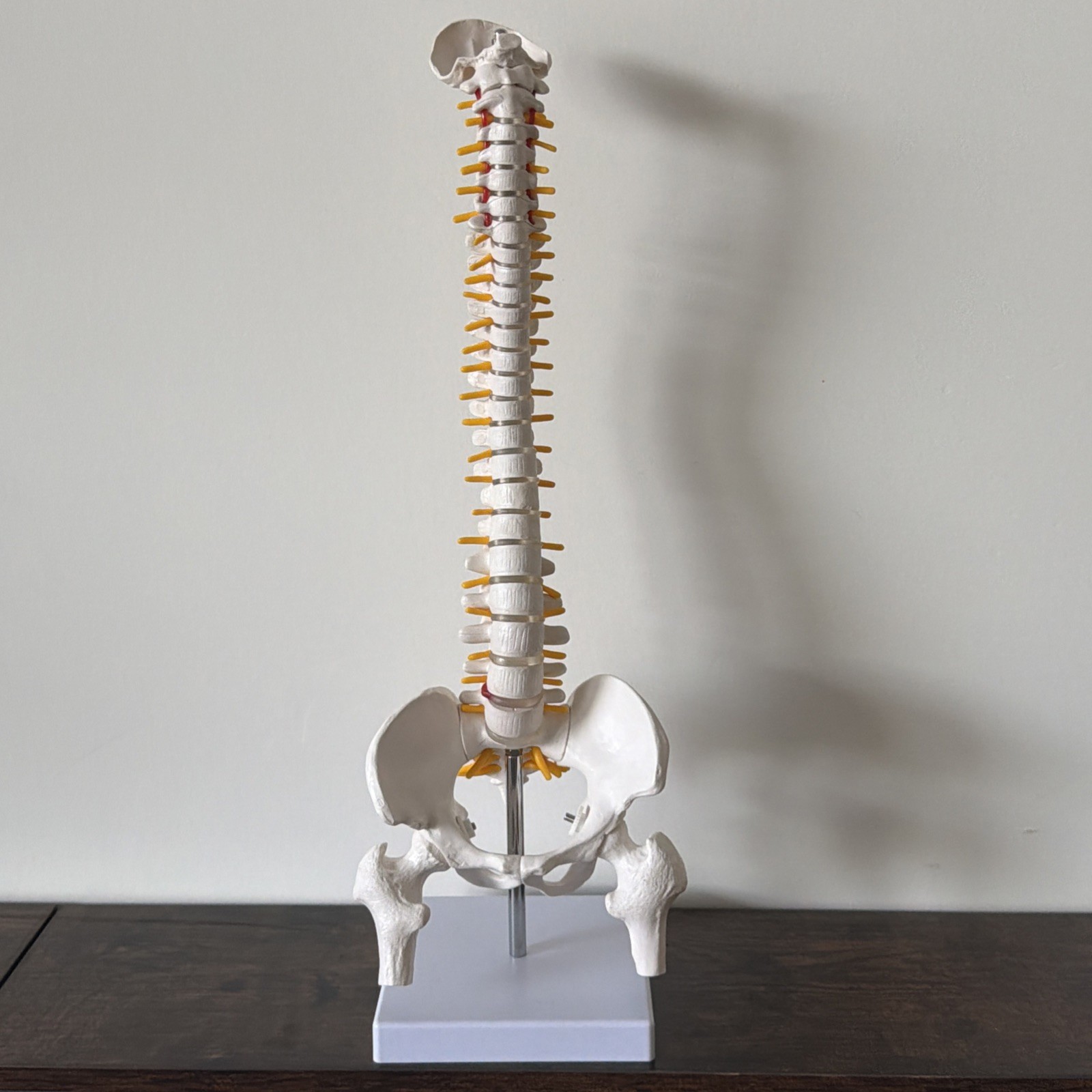 Human Mini Spine Model (Vertebral/Spinal Column Model) With Femur Head