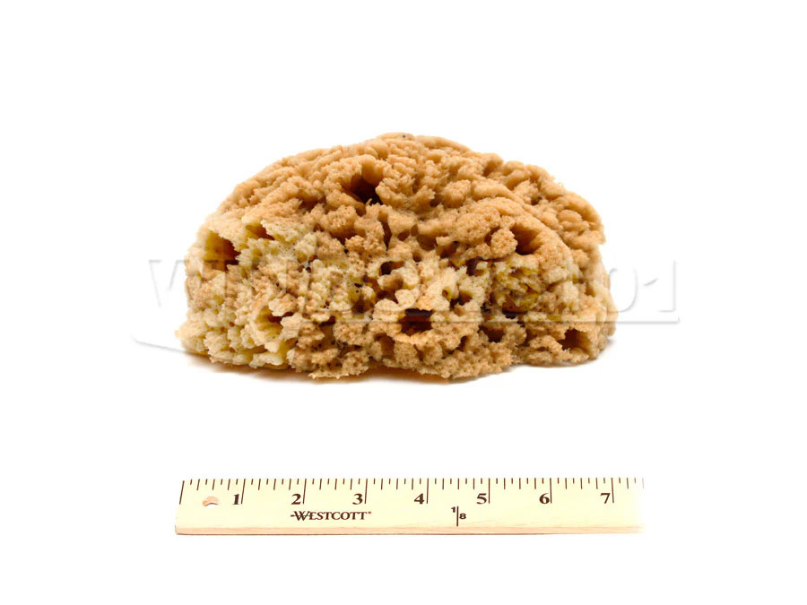 Natural Painting Sea Sponge 6-7in Size