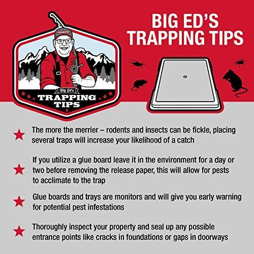 30 Brown Recluse Spider Traps (non-toxic)