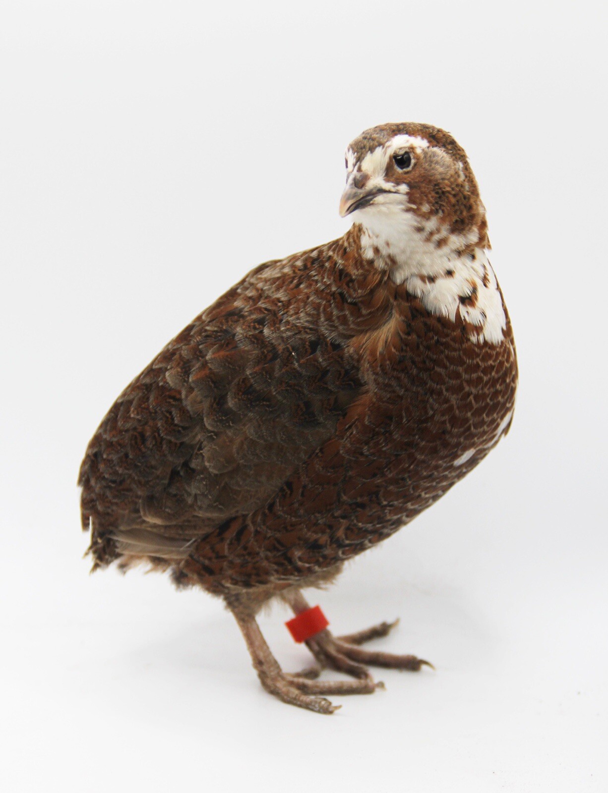 20+ Celadon Coturnix Quail Hatching Eggs - Blue Egg Layers