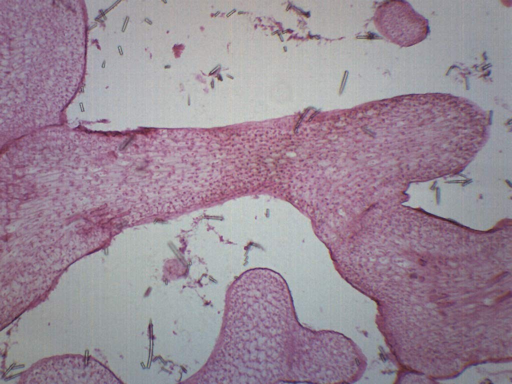 EISCO Grantia, Longitudinal Section - Prepared Microscope Slide Single