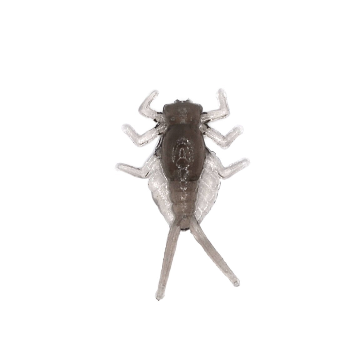 NIKKO Mayfly
