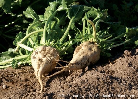Sugar Beet Food Plot Seed 25 Lb - 250,000 Seeds (Excellent Deer Food Plot)