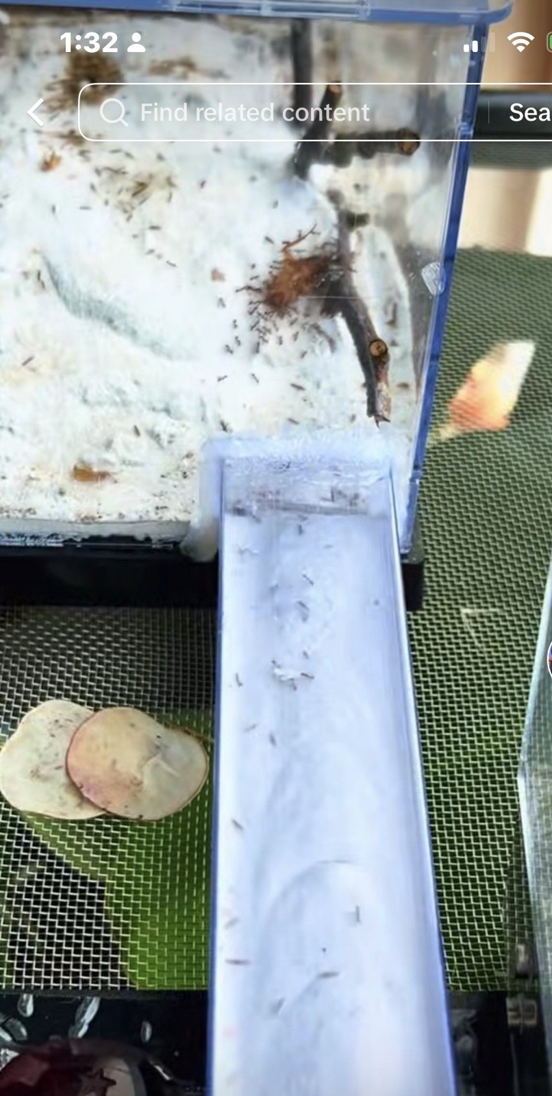 Formicarium