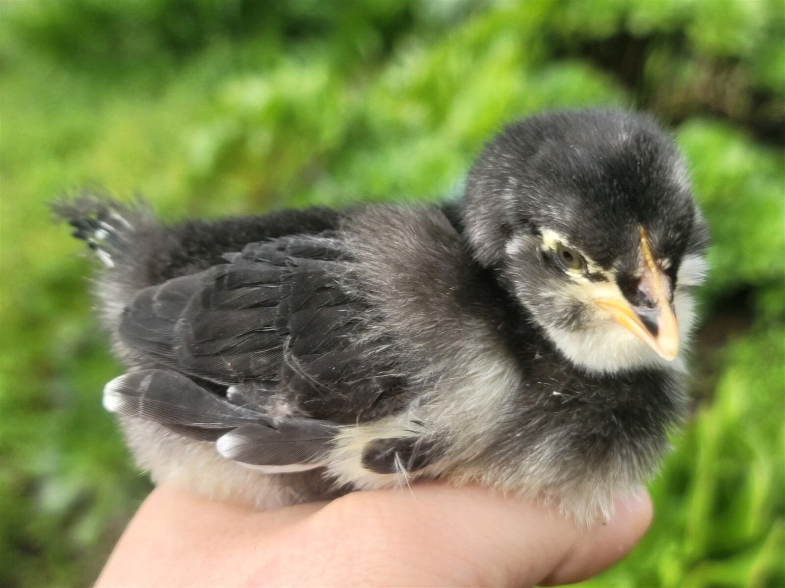 44 Fresh Fertile Chicken Hatching Eggs