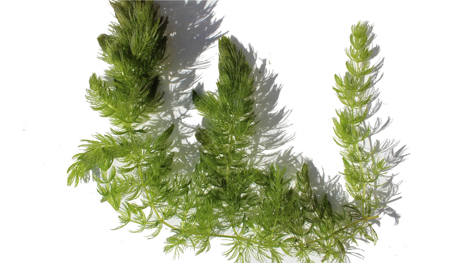 3+ Hornwort Live Aquarium Plants