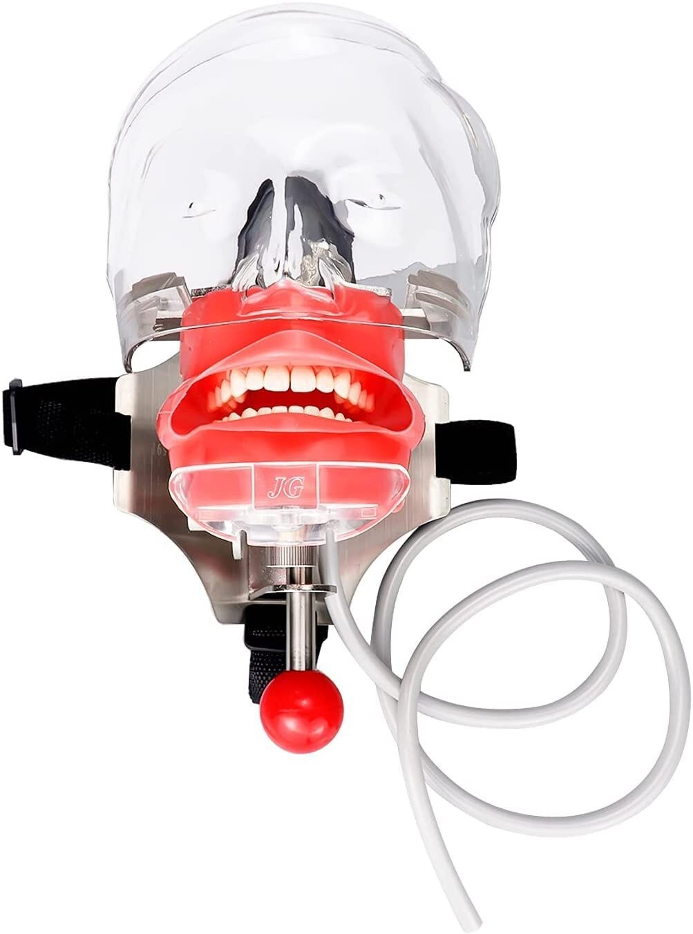 Dental Teaching Head Mold Oral Simulation Simple Head Mold Student Practice Head