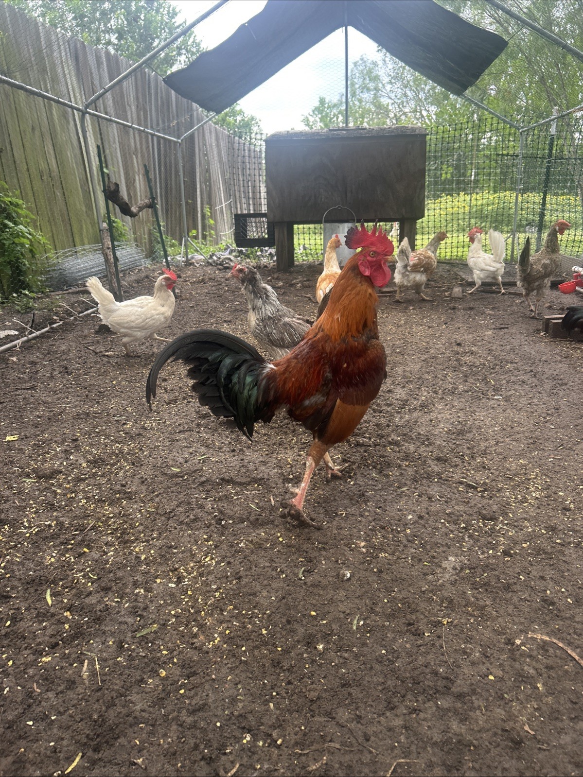 6 Barnyard Mixed Breed Fertile Chicken Hatching Eggs