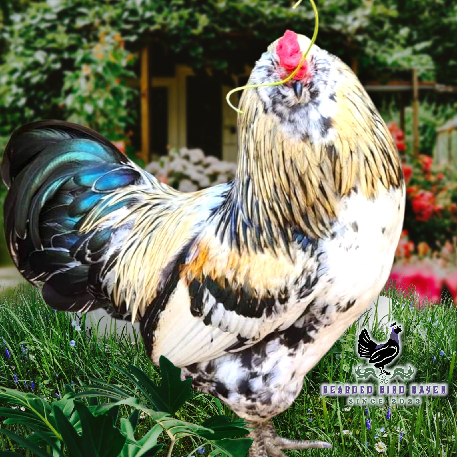 Easter Egger Hatching Eggs X12 (NPIP Certified: AI/PT Clean) + EXTRA