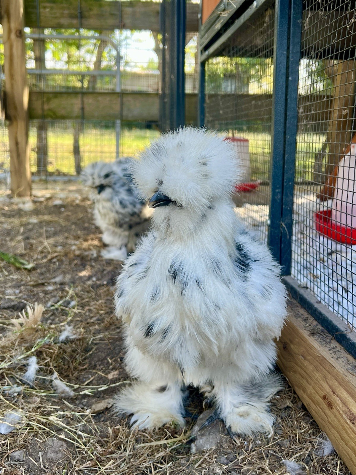 6+ Bearded Paint Silkie Hatching Eggs NPIP Certified Flock