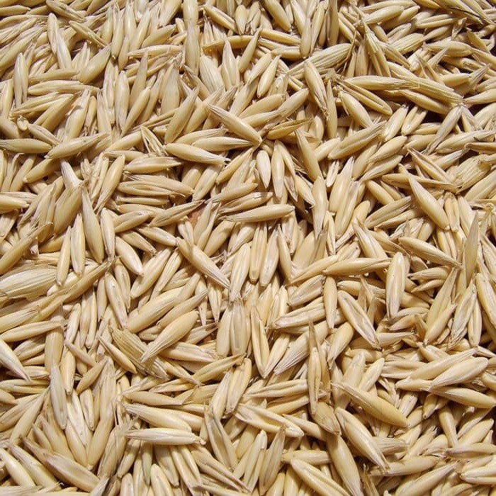 Oat Seeds For Sprouting Catgrass Fodder Grains Cover Crop Hay Coker NON-GMO