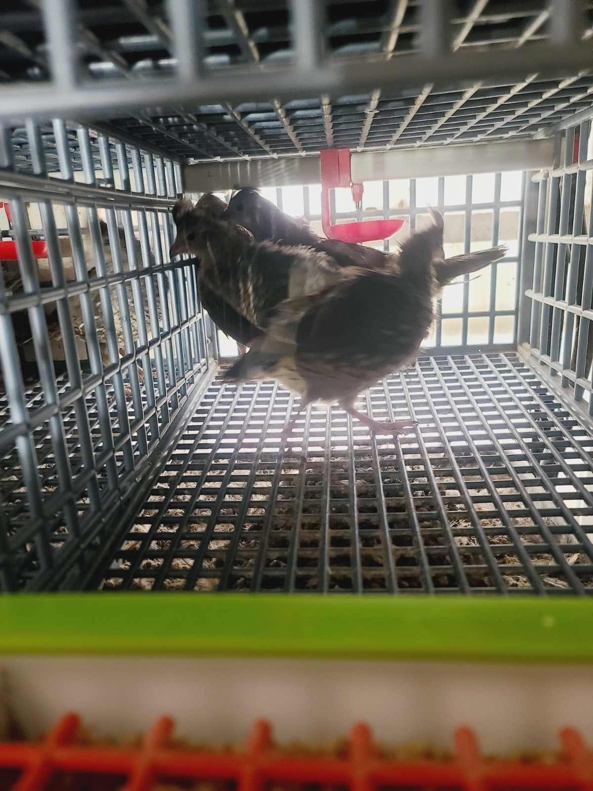 25 Blue Scale Quail Hatching Eggs