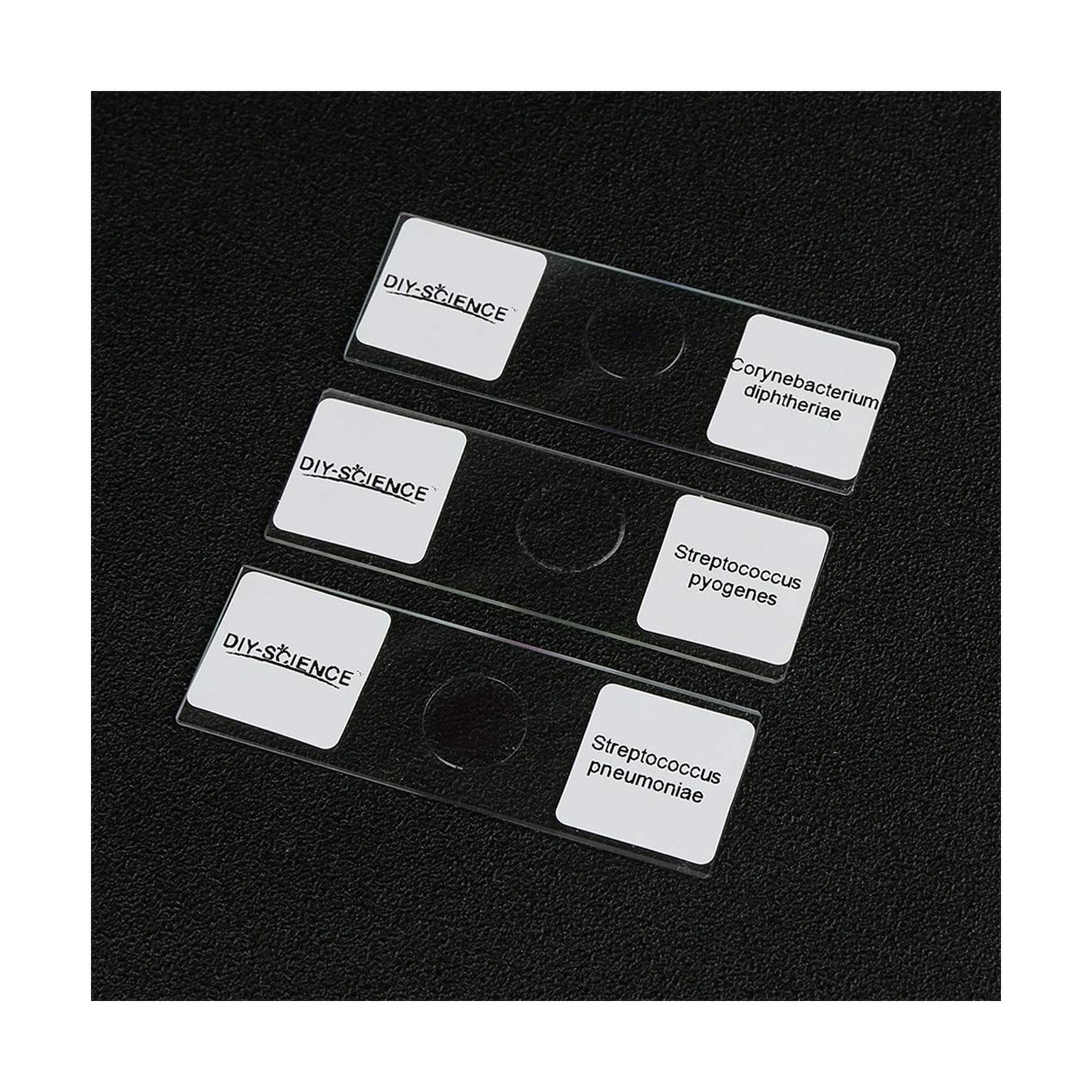 Prepared Bacterial Pathogens Microscope Slide Set, 12pcs Demonstrates The Bac...