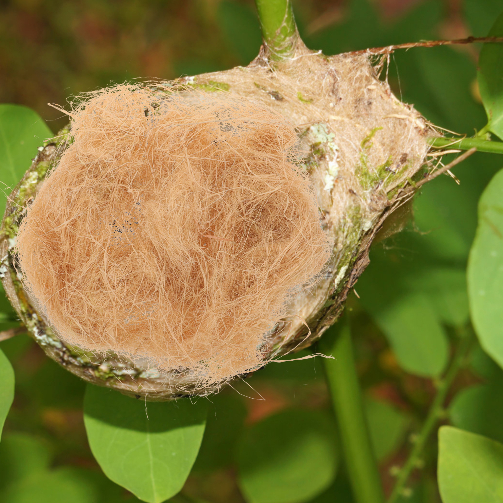 1 Bag Bird Nesting Material Bird Nesting Material Bird Nest Natural Material