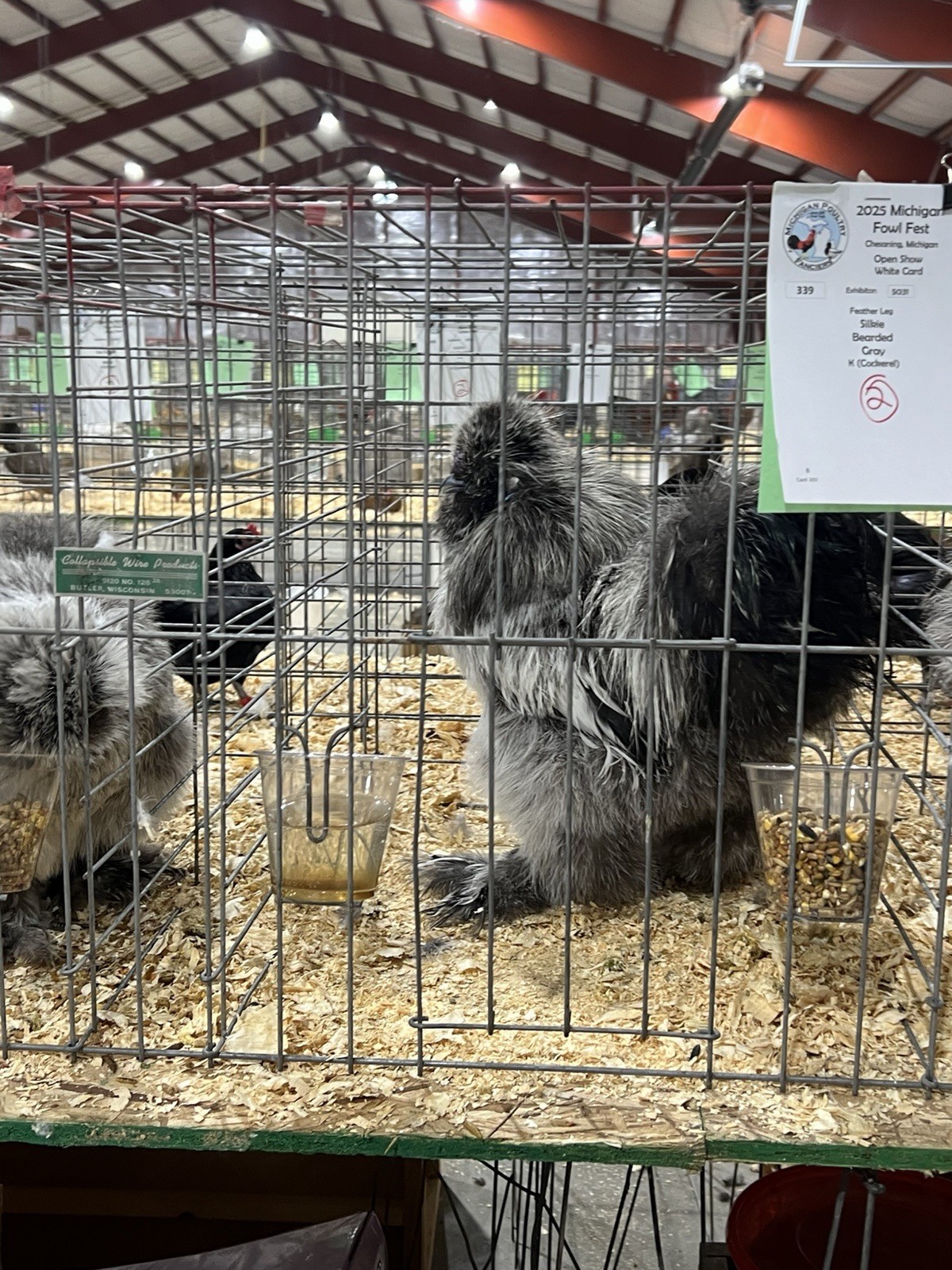 Gray Silkie Chicken Hatching Eggs