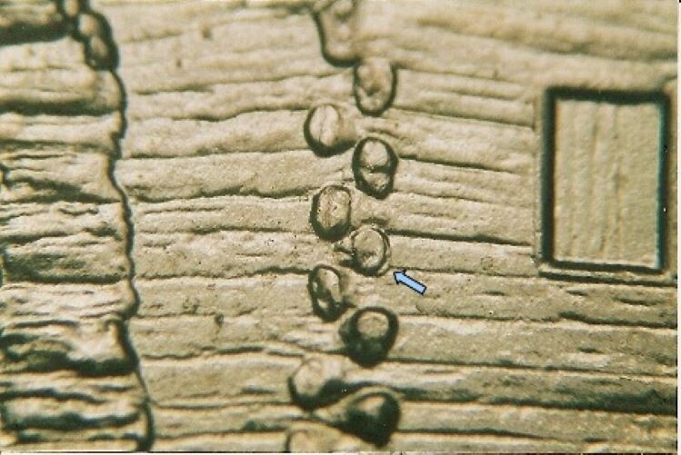 2009 P EC WDDR-021 Lincoln Cent Early Childhood Log Cabin Birthplace Doubled Die